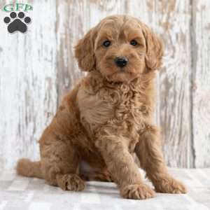 Scott, Mini Goldendoodle Puppy